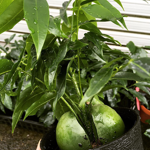 グリーン・観葉植物