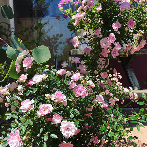 鉢・花苗・庭木